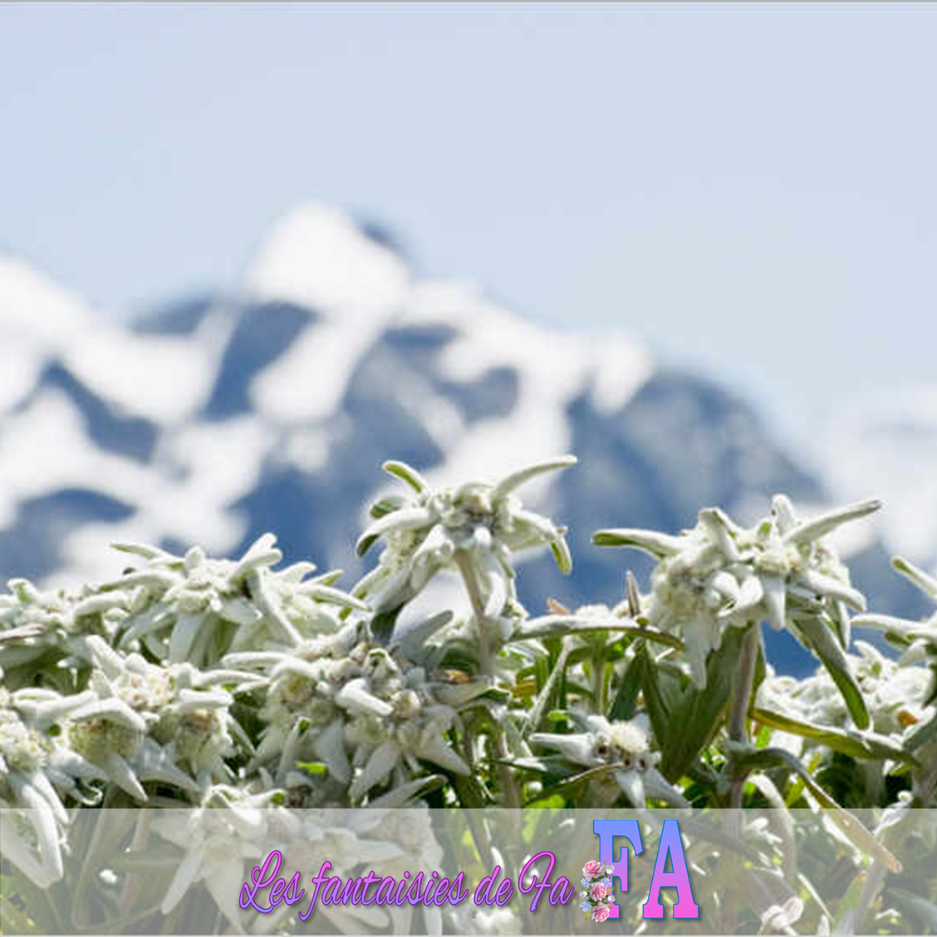 Fondant parfumé "Edelweiss"