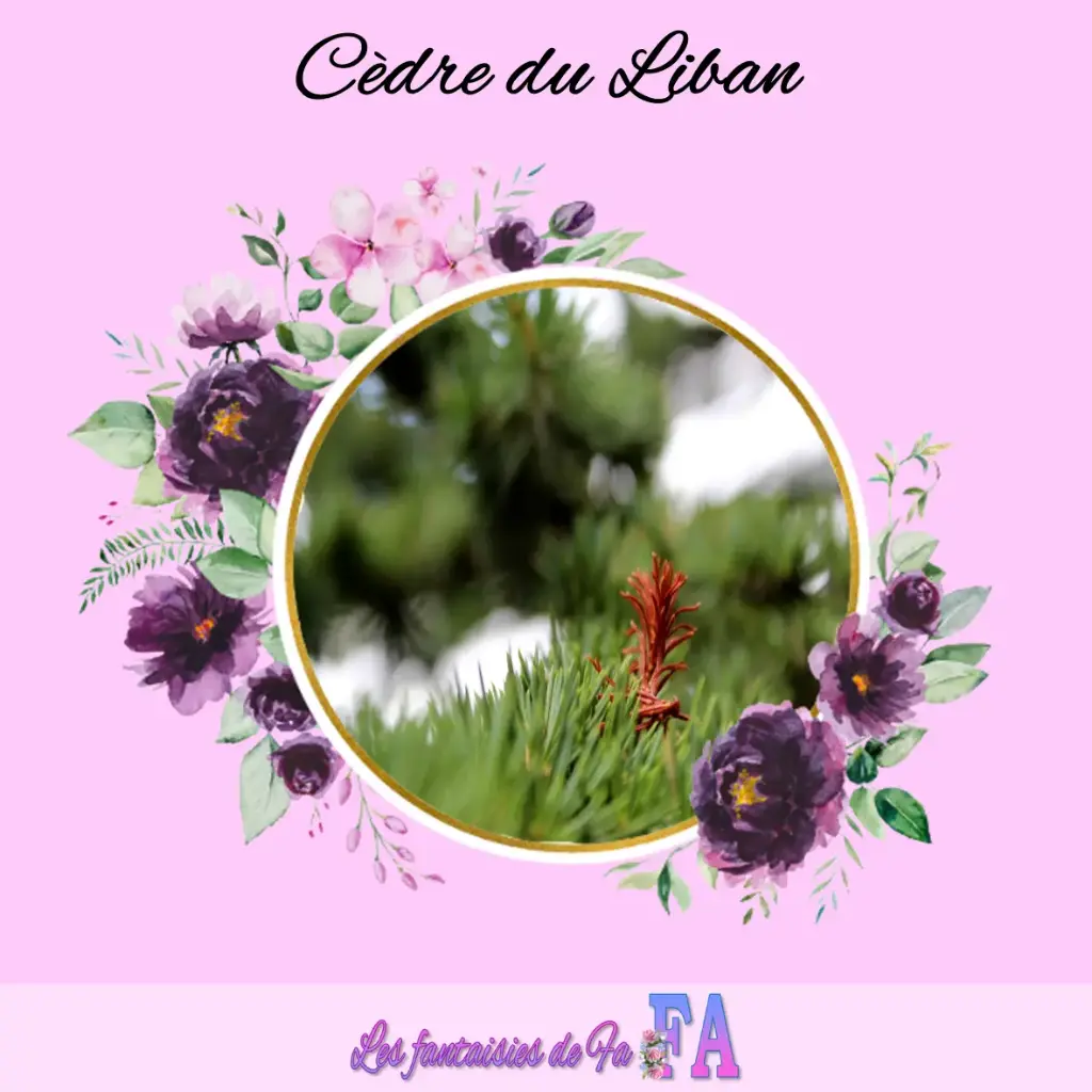 Fondant parfumé "Cèdre du Liban"